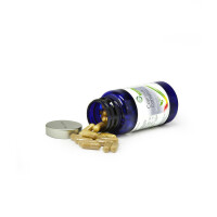 Coprinus Comatus (Schopftintling) Extrakt – Hochwertig