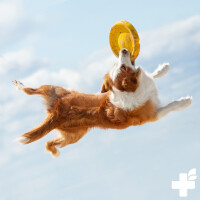 ReaVET Collagen Reactive 250g | Gelenk-Support für Hund