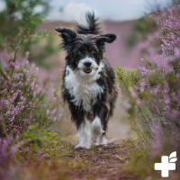 REAVET Relax Paste für Hunde 30ml