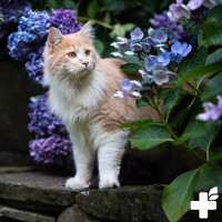 ReaVET Nieren Tonicum für Katzen 50ml – Pflanzliche Nierenunterstützung