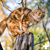 Maine Coon Complex 60g