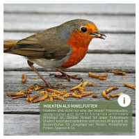 Futtertraum Vitalmix mit Insekten 5kg – Proteinreicher Vogelfutter-Mix