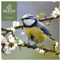 Vogeltraum Premium Insektenmix 500g - Hochwertige Proteinque