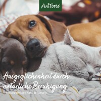 AniForte Bachblüten No.31 Vervain – Überdreht 15 g