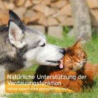 AniForte Ulmenrinde Pulver Hund & Katze 100 g - 100 % Ro