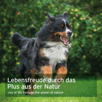 AniForte WermiX für Hunde 250g 6