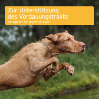 AniForte Plus Magen-Darm für Hunde – Natürli