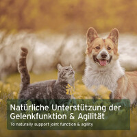 AniForte Afrikanische Teufelskralle | versch. Größen