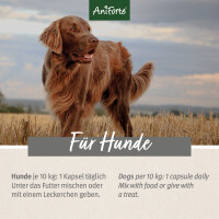 AniForte Grünlippmuschel Kapseln | versch. Größen