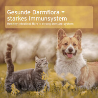 AniForte Naturmoor für Hunde – Natürliche Ma